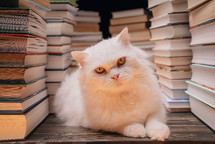 Clever beautiful white cat between books stacks in library. Domestic scientist kitty. Student pets, whisker in school. Smart animal. Education, science, knowledge concept.