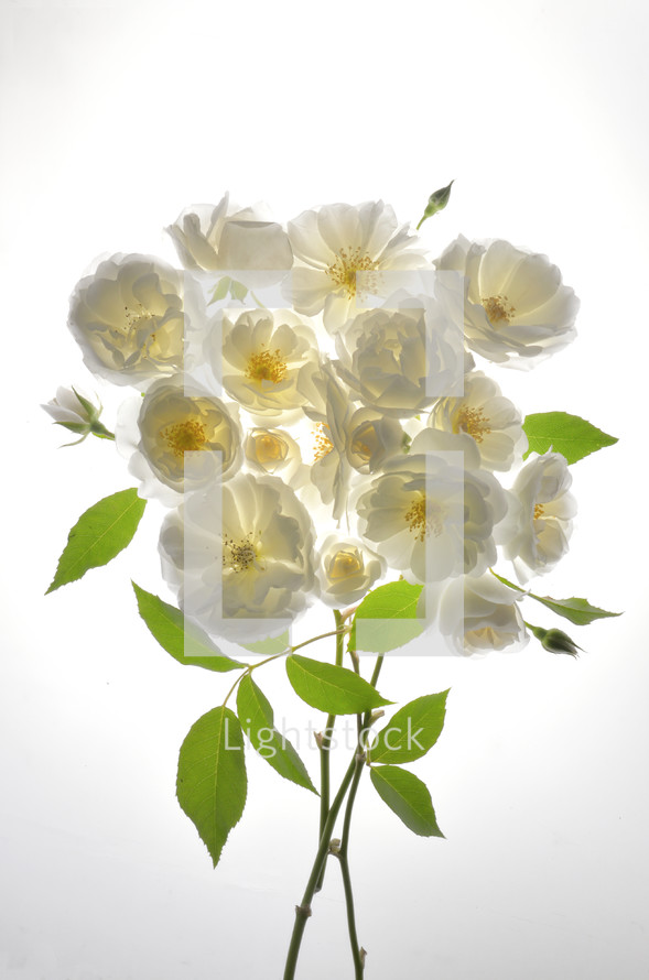 Bouquet Of Fresh Wild White Roses on White Background