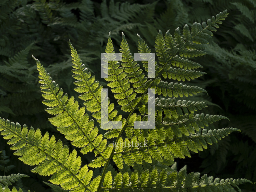 sunlight on a fern 