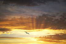 sunbeams and a seagull in flight 