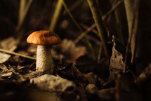 Edible mushroom Leccinum aurantiacum, Orange red cap stalk fungus boletus. Autumn Harvest natural cooking ingredient. High quality