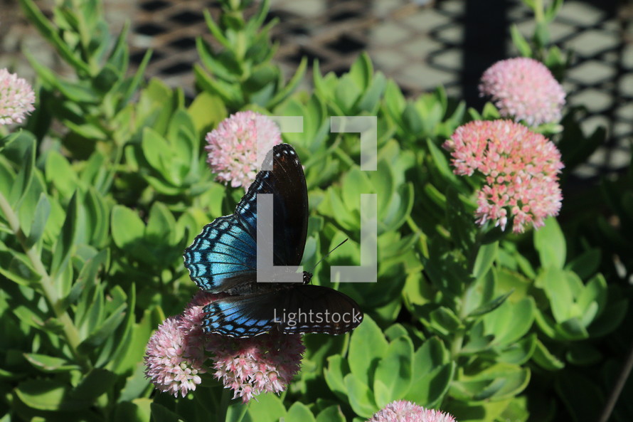 turquoise and black butterfly on flowers 