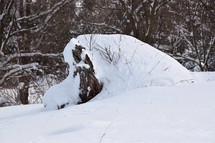 Snow Covered Tree Stump in January
