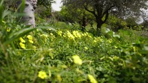 Fields of yellow sorrel flowers in spring