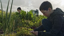 Three kids working in an organic vegetable garden weeding and watering plants