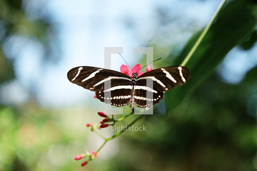 black and white striped butterfly 
