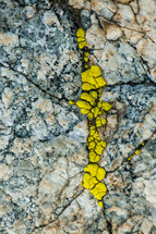yellow moss on rocks 