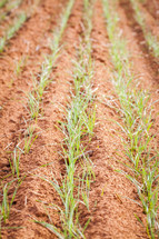 rows of seedlings in a plowed field 
