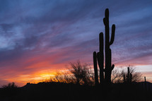 Beautiful sunsets at the saguaro cactus desert.
