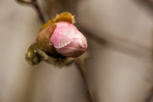 pink flower bud 