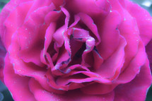 pink rose closeup 