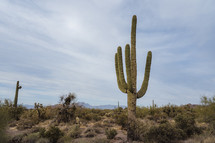 Saguaro cacti.