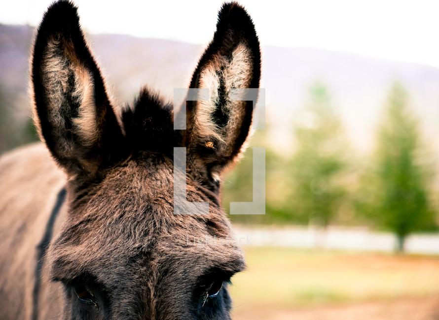 ears of a donkey 