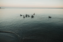 geese on water 