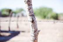 barbed wire and desert sands in Mexico 