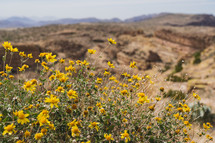 Wildflowers in the desert.