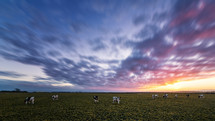cows grazing under purple clouds in the sky at sunset 