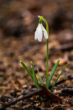 wet white snowdrop flower 