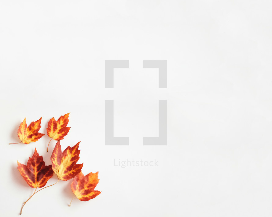 fall leaves on a white background 