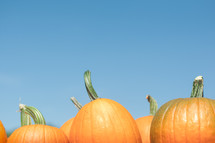 Selection of pumpkins