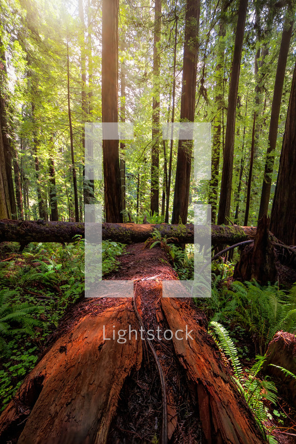 Redwood forest 