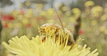 Pollination - Special macro shot of a bee on a flower covered with flower Pollen