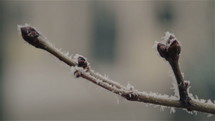 The buds of the tree close-up frozen in ice.