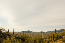 cactus in a desert 