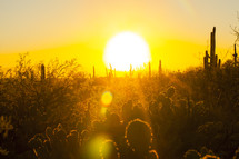 sun setting in the desert 
