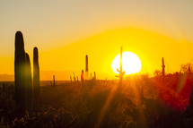 sun setting in a desert 