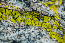 yellow moss on rock 