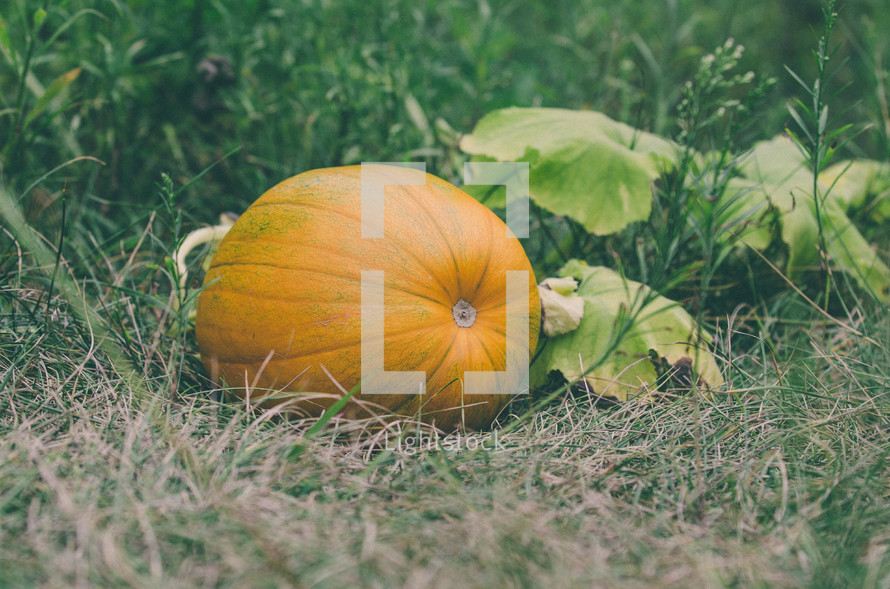 A fresh pumpkin growing in a pumpkin patch. 
