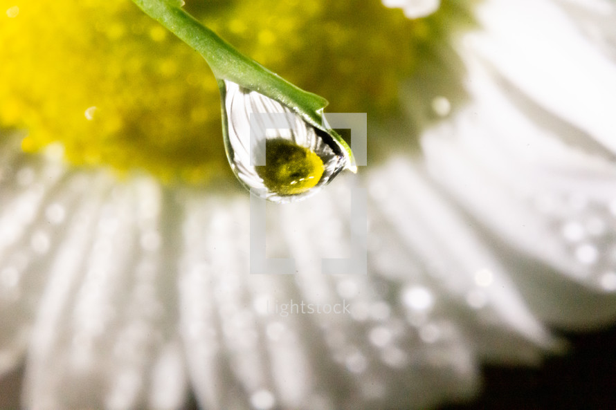 water droplets on a flower 