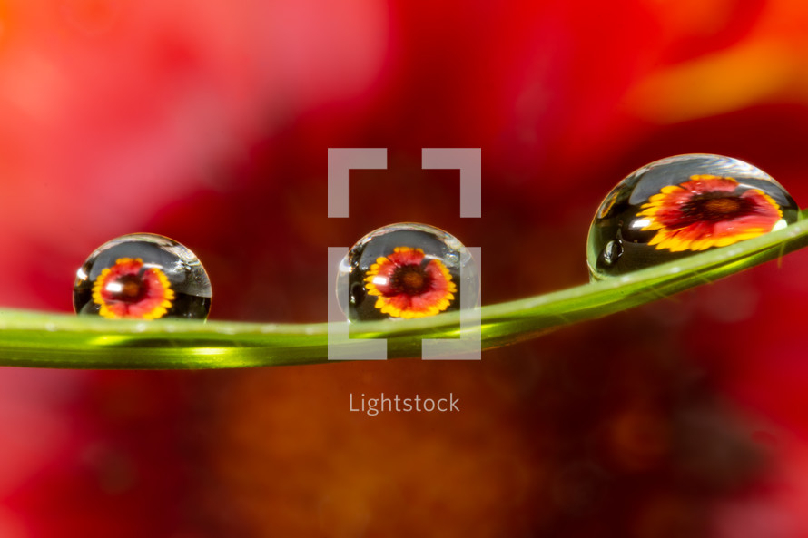 water droplets and flower reflections 