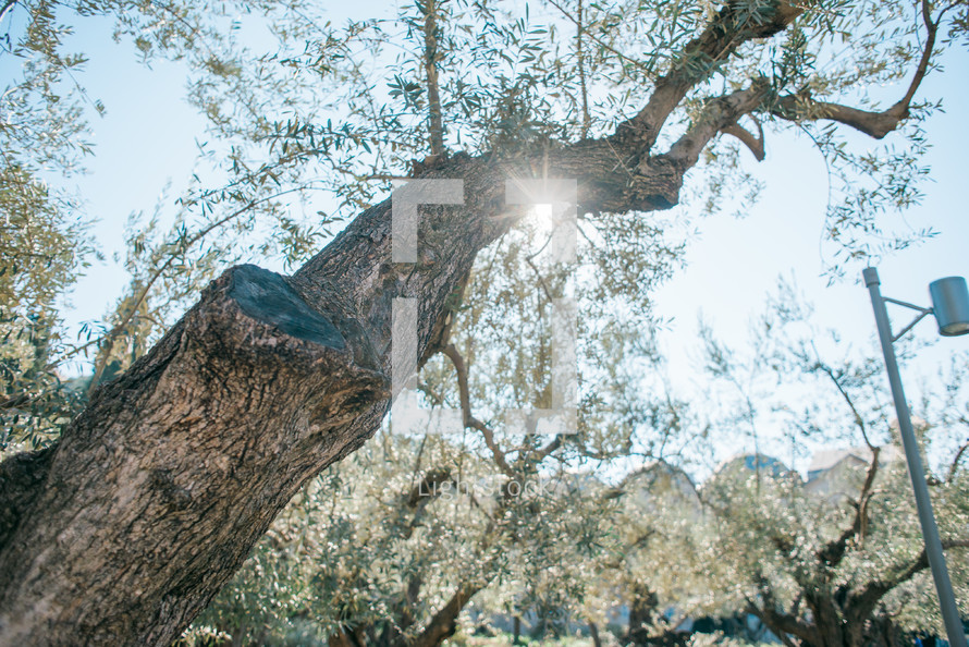 sunburst and olive tree