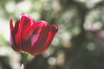 A single red tulip.