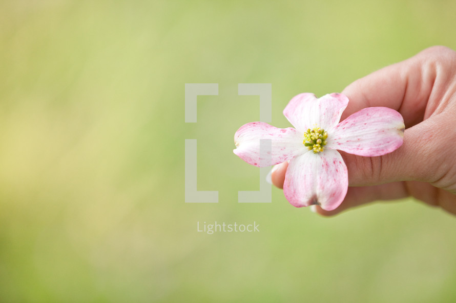 hand holding a pink dogwood flower