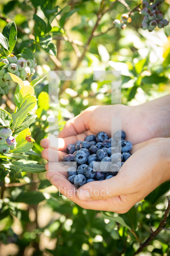blueberries in cupped hands 