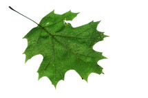 green oak leaf 