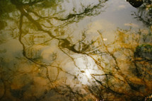 reflection of tree branches in pond water 