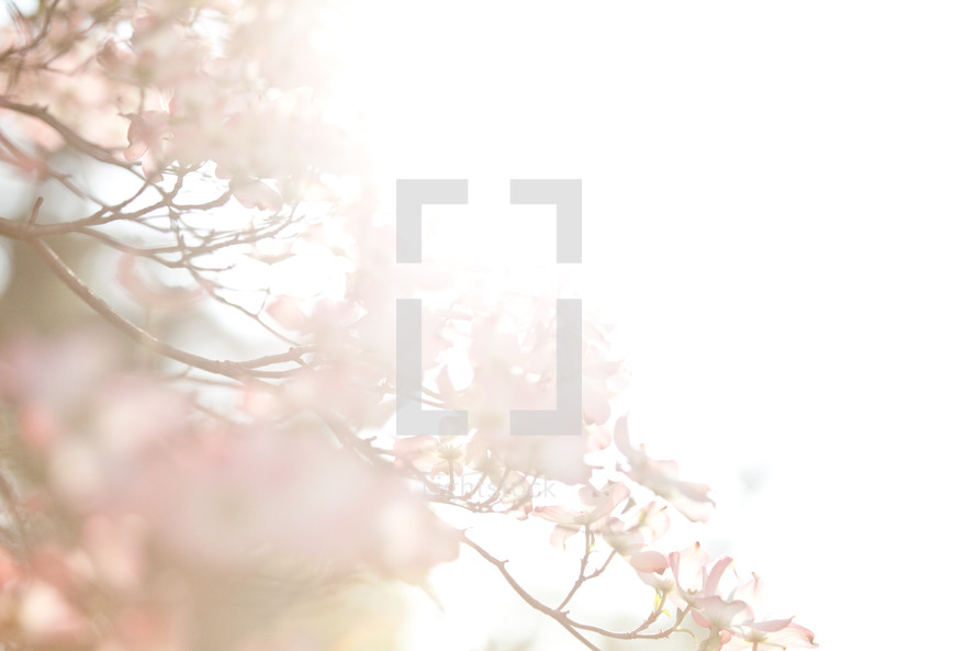 blurry image of blossoms on a dogwood tree