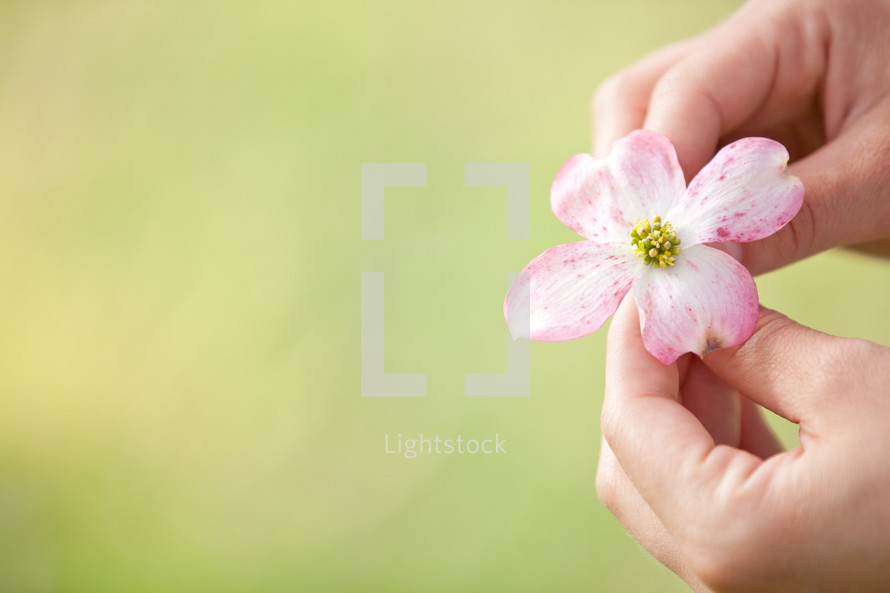 Hands holding pink flower blossom.