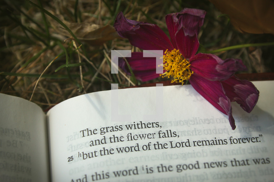 The grass withers and flower falls, but the word of the Lord remains forever