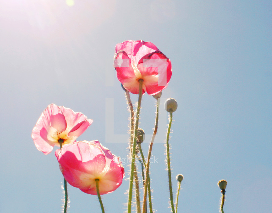 pink poppies against a blue sky 