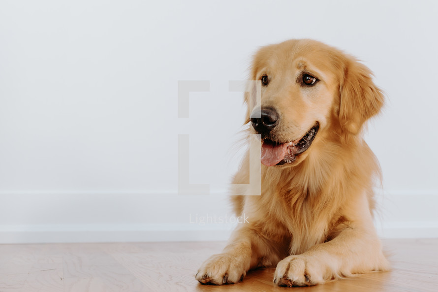 Golden Retriever dog smiling while laying on a wooden floor