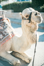 resting camel in the Holy Land 