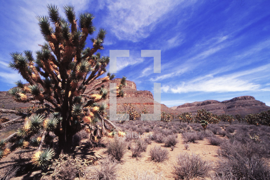 desert landscape with blue sky 