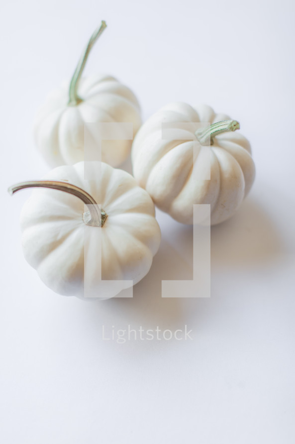 white pumpkins on a white background