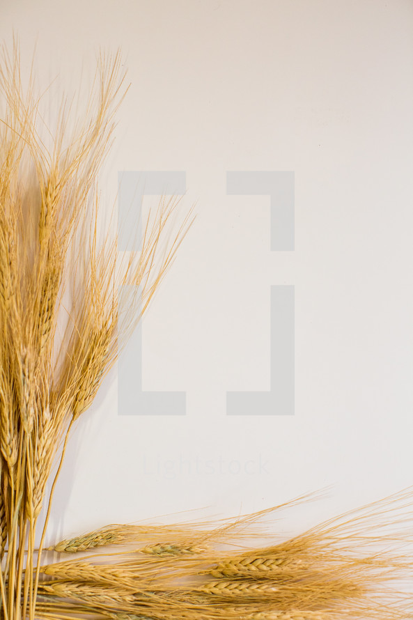 wheat on white 