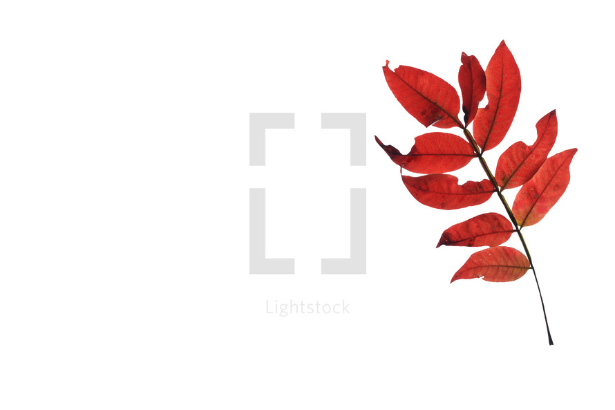 red compound leaf 